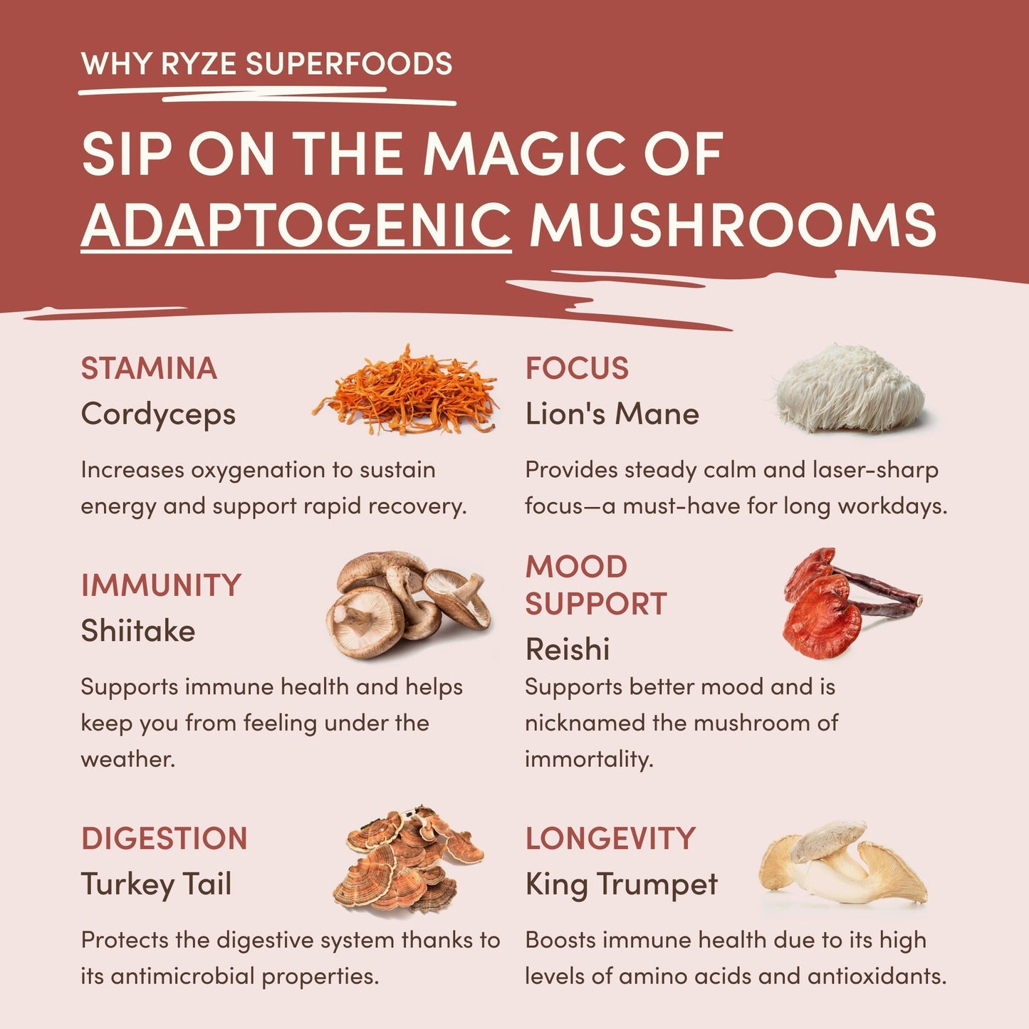 Mushroom Chicory - Prime dombv