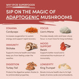 Mushroom Chai - Bright ummuq