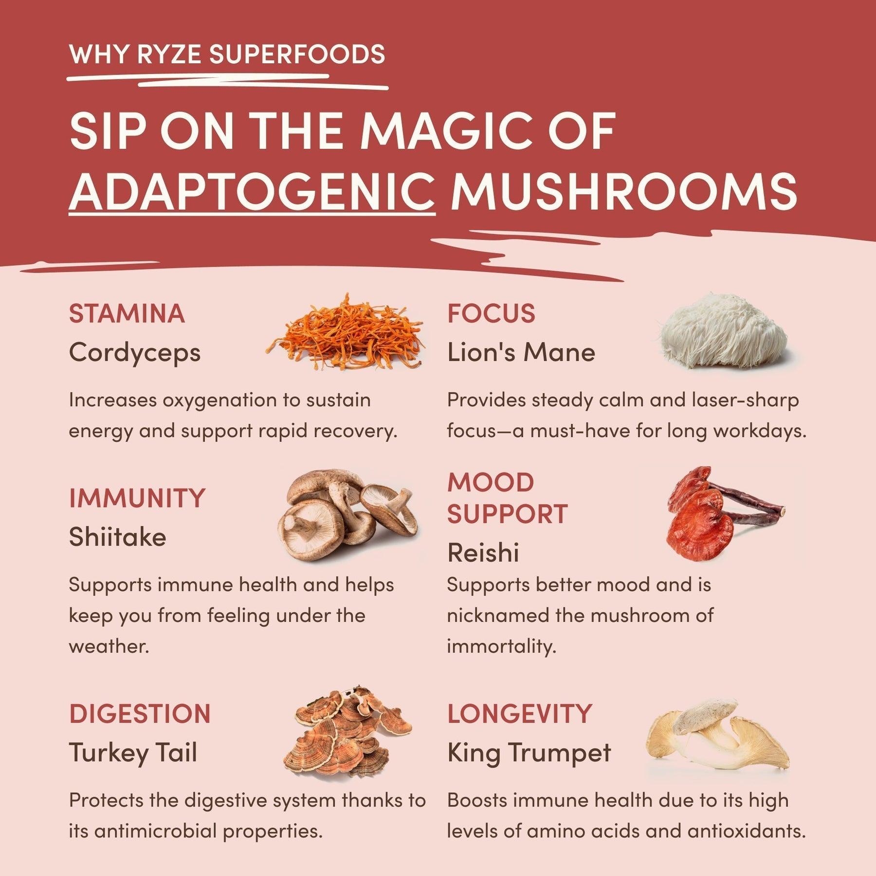 Mushroom Chai - Bright ummuq